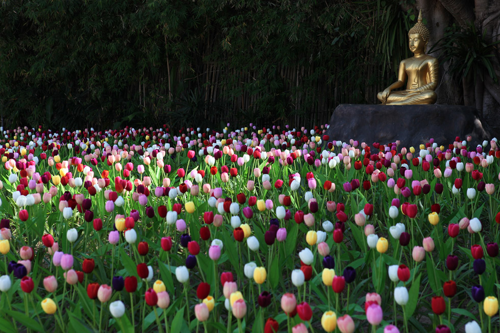 色とりどりのチューリップに囲まれている仏陀像