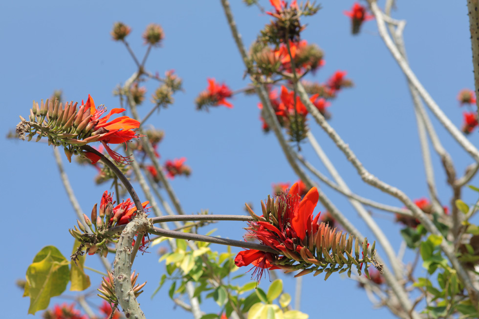 火炎樹のオレンジ色の花