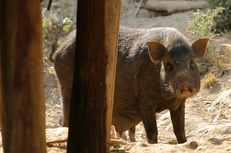 カレン族に飼われている豚