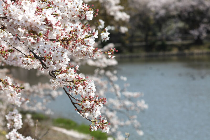 池がある公園の桜