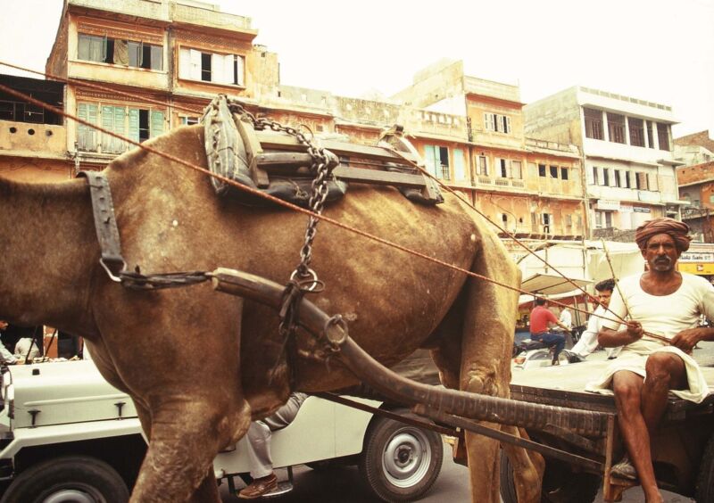 a camel driver in jaipur