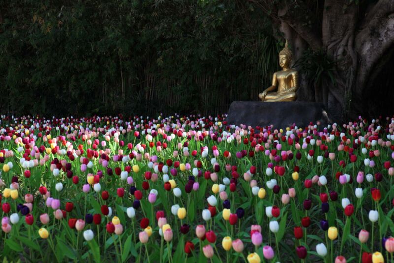 flower garden of wat phan tao in chiangmai