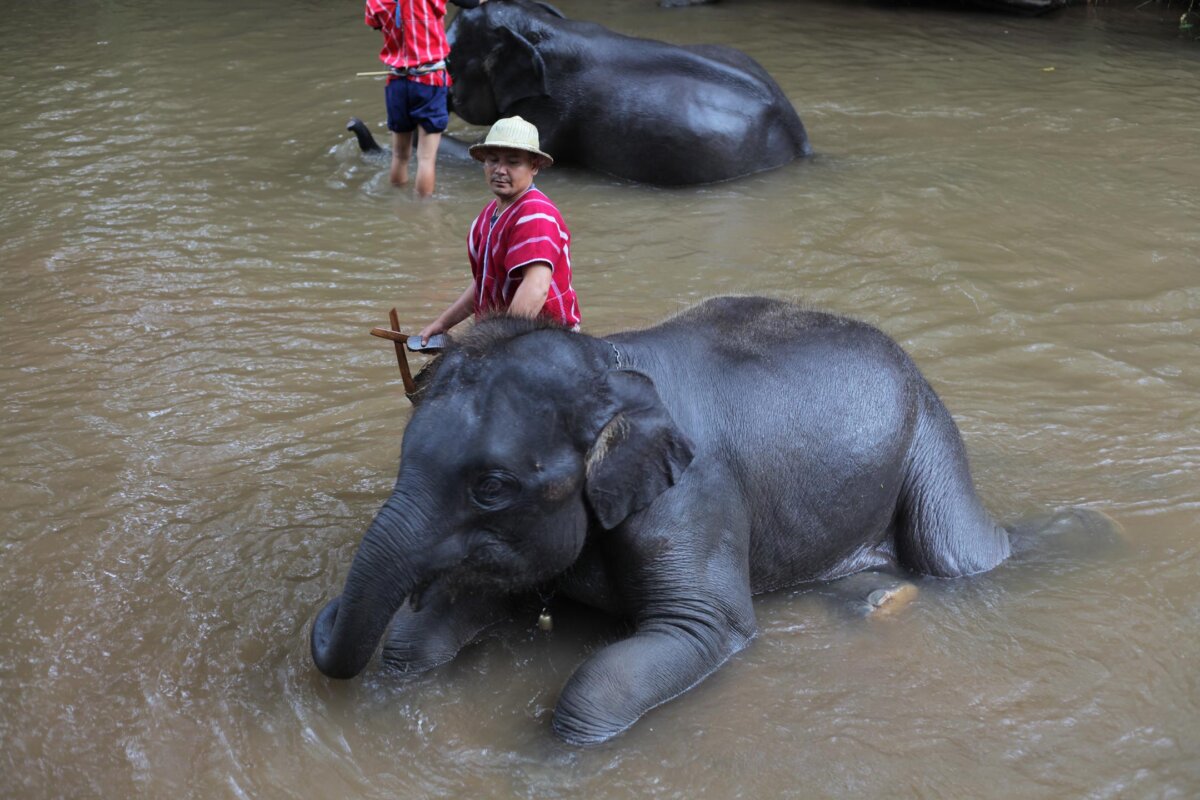 karen elephant trainer