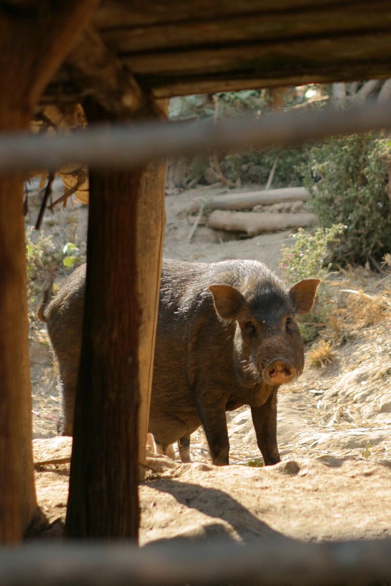 pig raised for marrying