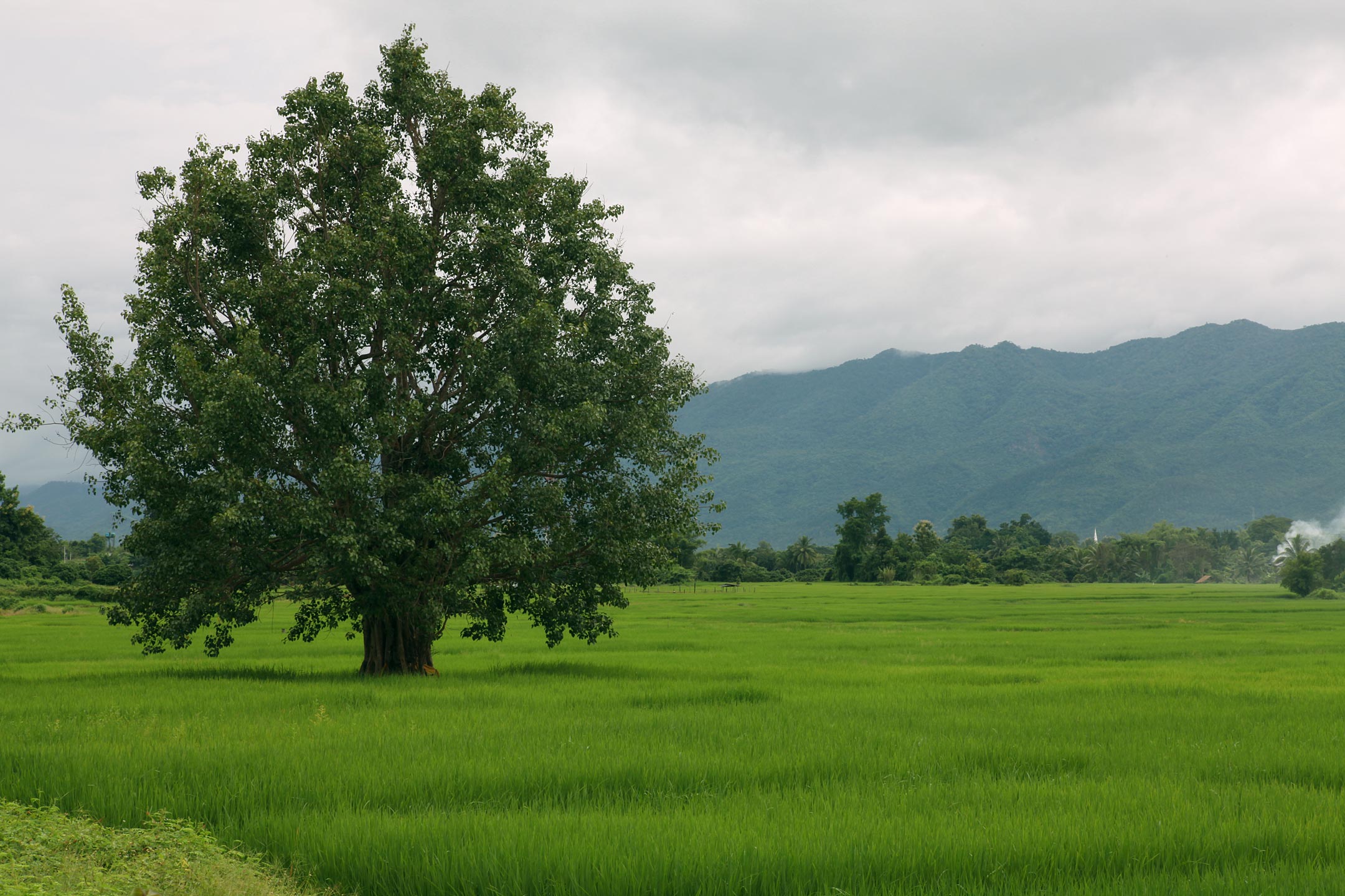 rural view karen village