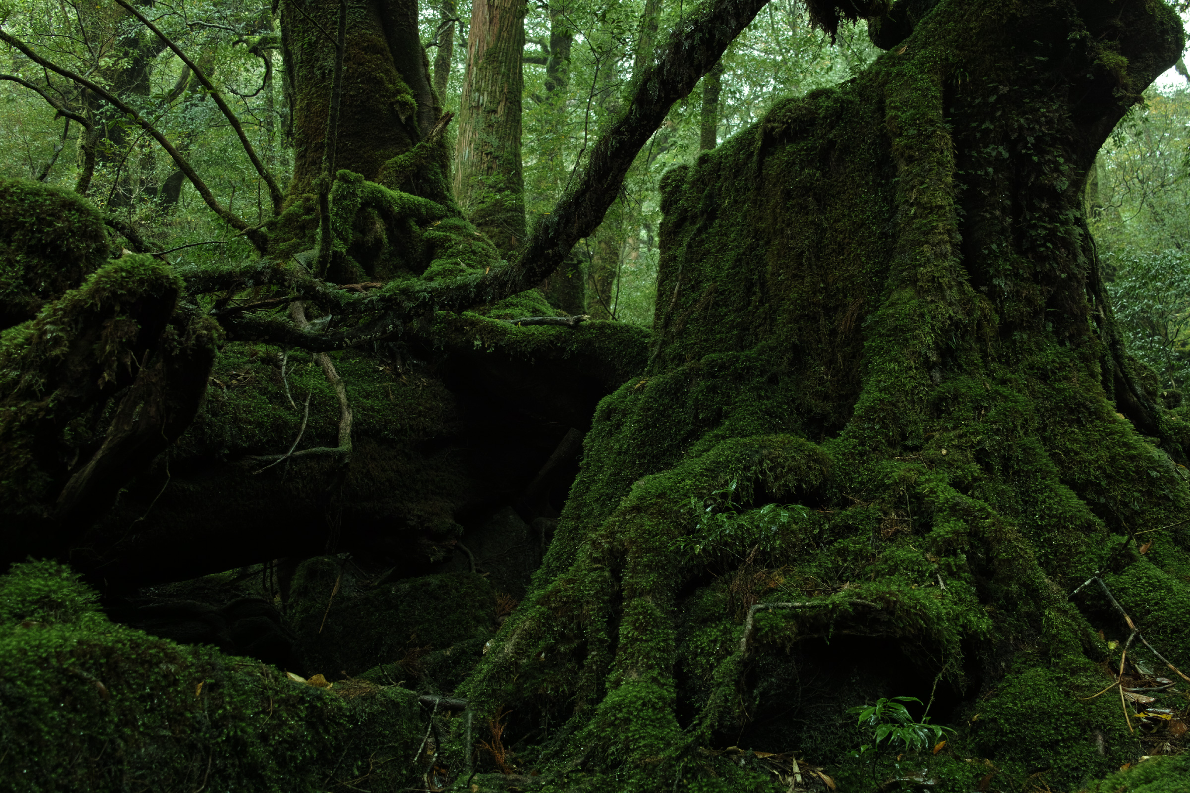 屋久島の苔に覆われた深い森