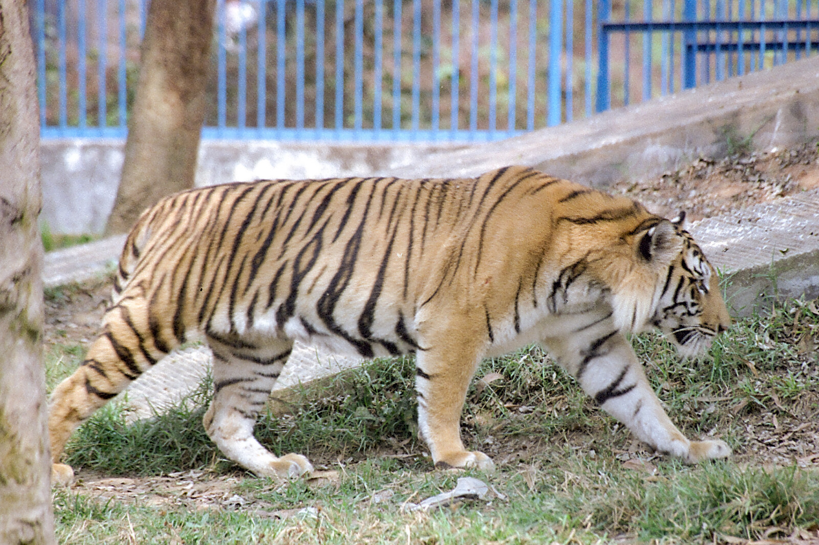 バングラデシュの動物園はベンガルトラだらけ