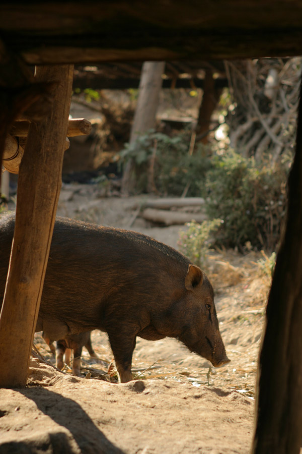 カレン族の家で飼われる豚